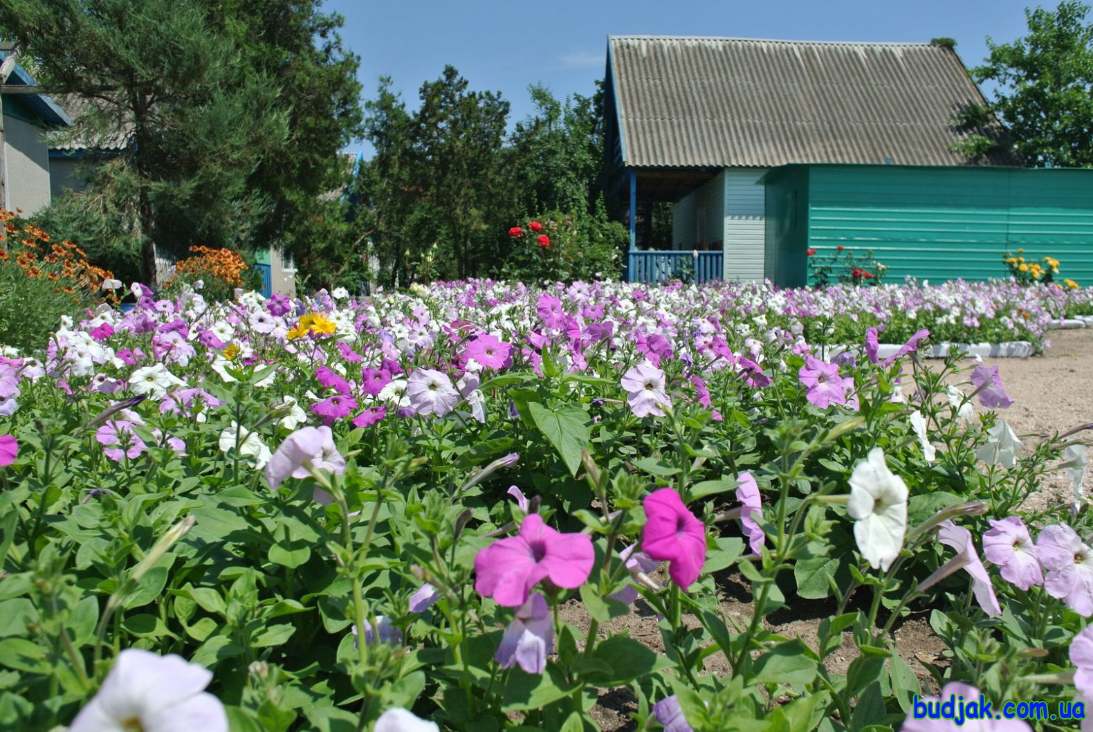 Территория и общие фото. База отдыха «Плай». Курорт Рассейка. Фото № 0509. 2017 год